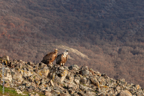 Griffon vultures in the Rhodope mountains, Bulgaria. Carnivore during winter. European nature. Flock of vultures near the carcass.  © prochym