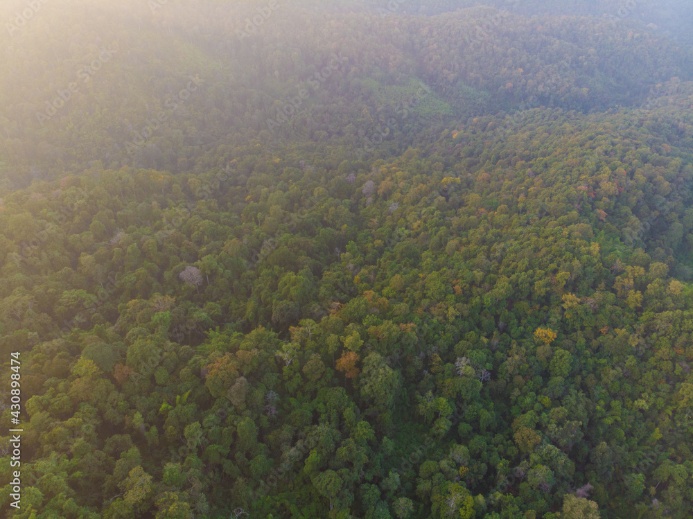 Obraz premium Aerial view green tree forest sunset light