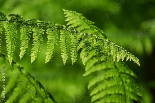 leaf