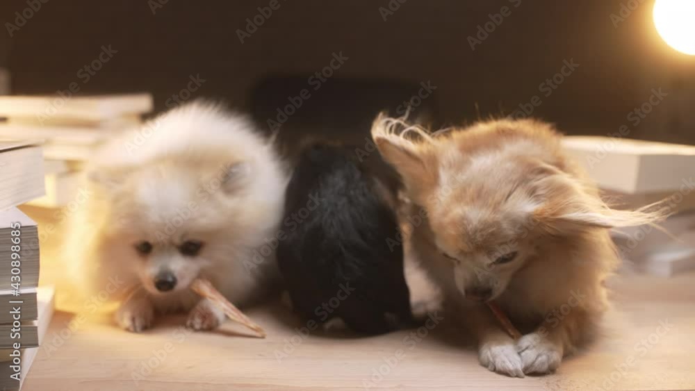 group of little lapdog chihuahua and pomeranean sit relax eating beef snack together with delicious tasty on working table home interior background group of little lapdog chihuahua and pomeranean sit relax eating beef snack together with delicious tasty on working table home interior background