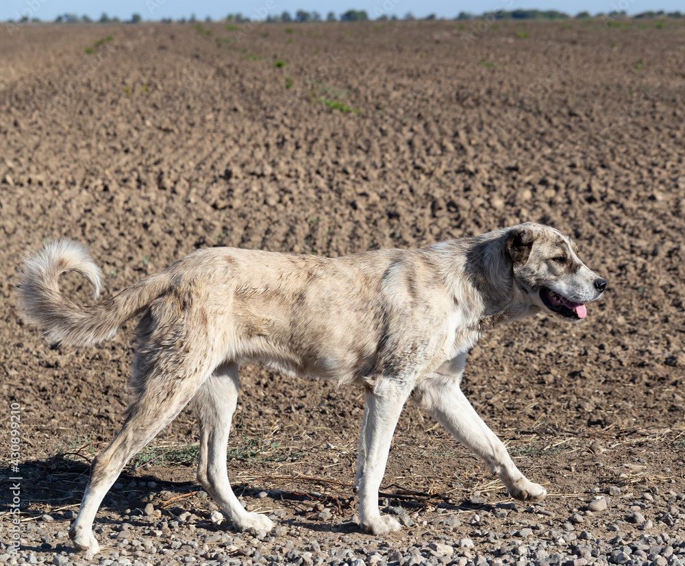 Central Asian Shepherd in the field. Central Asian Shepherd in the field.