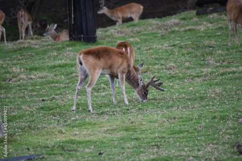 deer in the grass