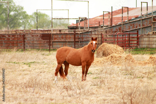 Fotografie Brown American Saddlebred Horse with White Blaze