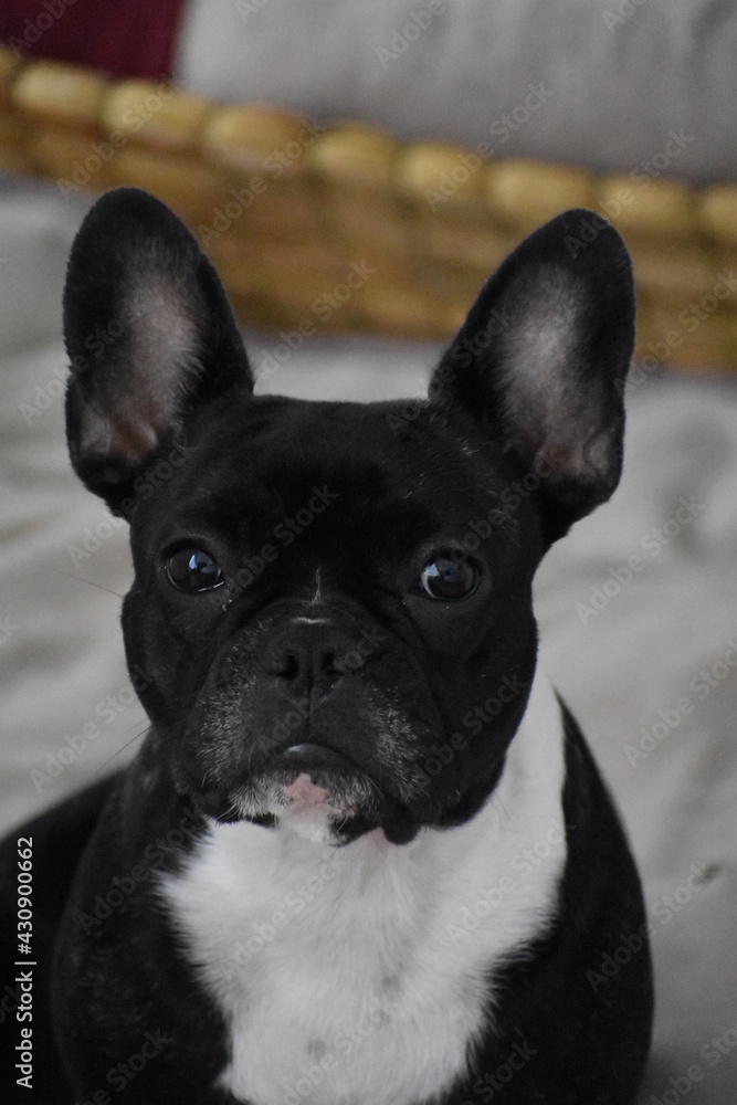 french bulldog puppy