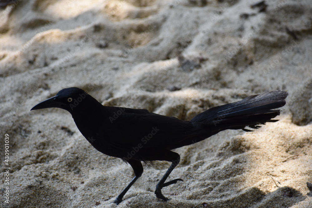 Naklejka premium Black bird