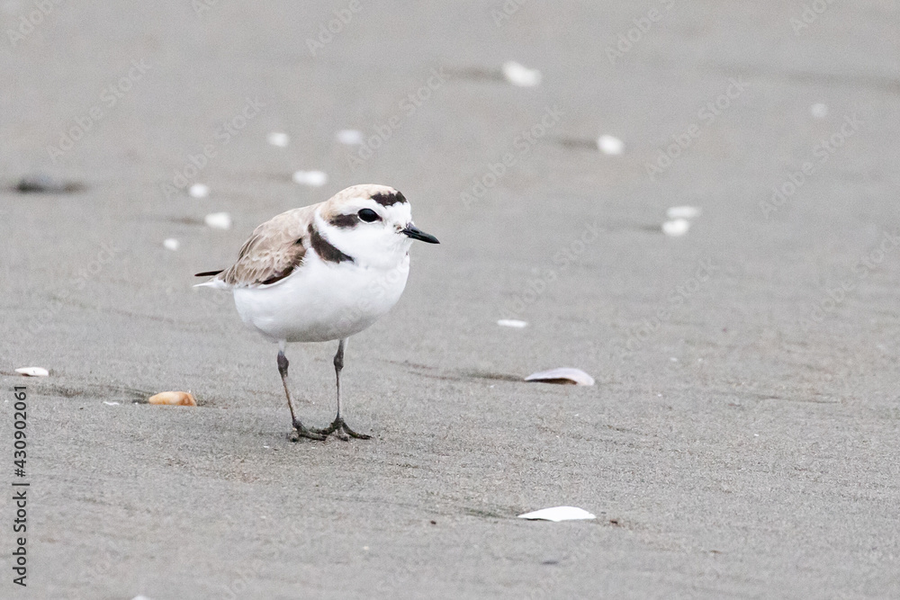 Endangered Snowy Plover Shorebird Enjoys a Spring Morning Endangered Snowy Plover Shorebird Enjoys a Spring Morning