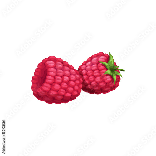 Raspberry isolated vector wild or garden berries with green stem on white background. Cartoon fresh razz, healthy food, organic natural raw production, design element
