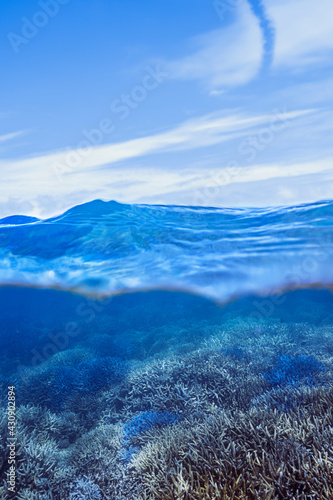 珊瑚礁（半水面）	
