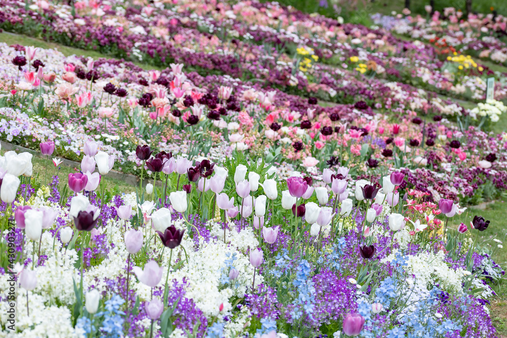紫のチューリップが咲くお花畑 紫のチューリップが咲くお花畑