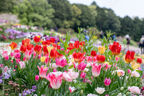 真っ赤なチューリップの咲く公園