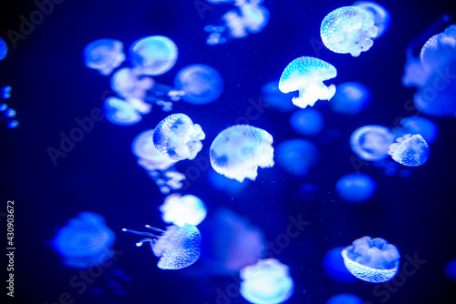 jellyfish in the blue
