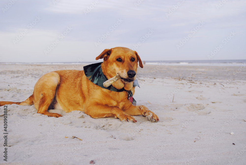 A dog with a bone on the beach