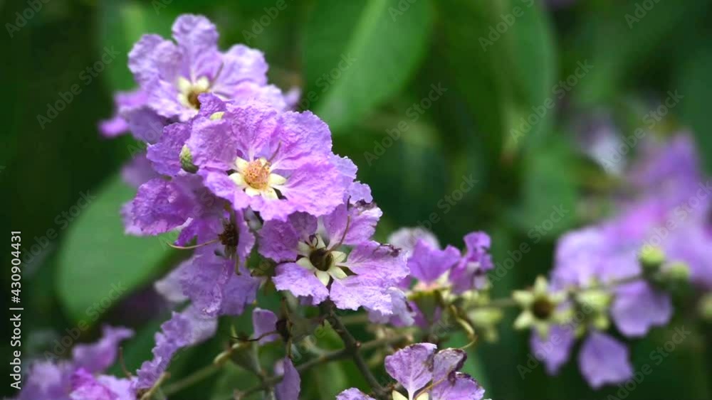 Natural purple flowers swayed by wind blow. The beautiful flowers and green leafs is relaxing romantic and peaceful. It waving along wind breeze. flowers environment concept. Natural purple flowers swayed by wind blow. The beautiful flowers and green leafs is relaxing romantic and peaceful. It waving along wind breeze. flowers environment concept.