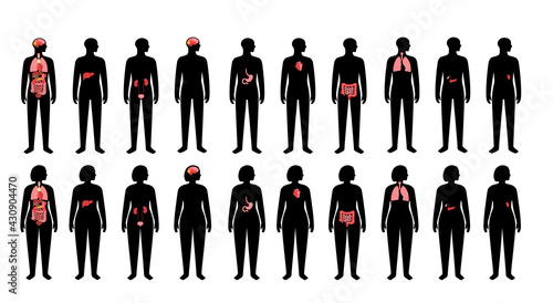 Human internal organs