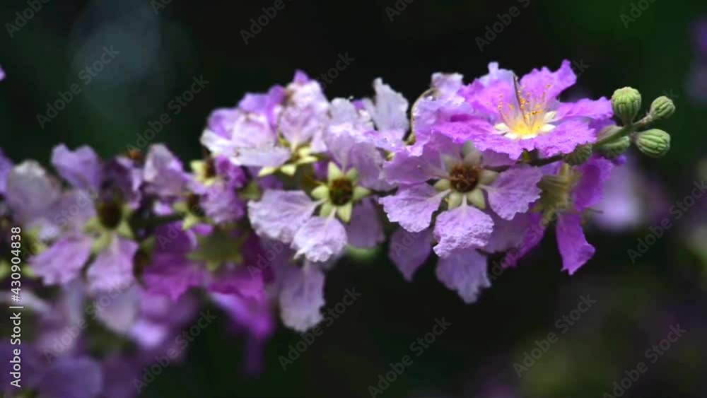 Natural purple flowers swayed by wind blow. The beautiful flowers and green leafs is relaxing romantic and peaceful. It waving along wind breeze. flowers environment concept. Natural purple flowers swayed by wind blow. The beautiful flowers and green leafs is relaxing romantic and peaceful. It waving along wind breeze. flowers environment concept.