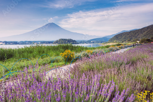 Fuji Mountain and Lavender Field in Summer Cloudy Day, Oishi Park, Kawaguchiko Lake, Japan
