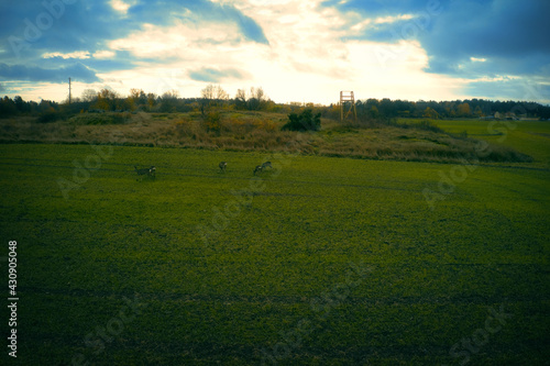 Stockholm Ekero - Aerial view of a autumn field 20-09-01. High quality photo photo