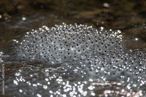 Closeup of the small white frog eggs in the water in the wild photo