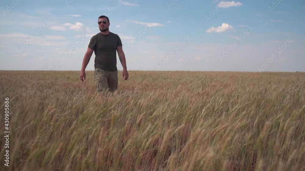 Farmer Man with Glasses Epic Walking Through the Field with Grain. His Shirt Is Fluttering In The Wind And He Looks To The Sides. Ears of Grain Swing from side to side. Time to Harvest Farmer Man with Glasses Epic Walking Through the Field with Grain. His Shirt Is Fluttering In The Wind And He Looks To The Sides. Ears of Grain Swing from side to side. Time to Harvest