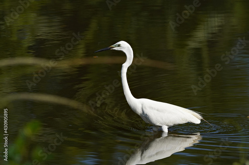 Little Egret on a pond