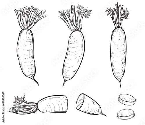 Hand drawn sketch black and white japanese radish, daikon, vegetable slice, leaf. Vector illustration. Elements in graphic style label, card, sticker, menu, package. Engraved style.