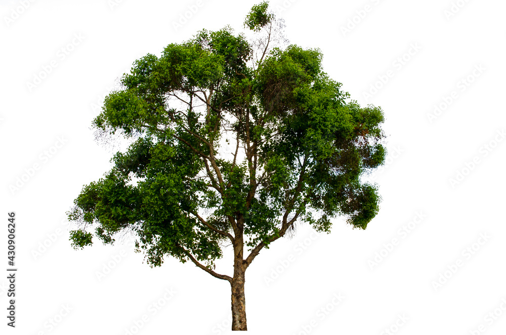 Fototapeta premium Trees isolated on white background, tropical trees isolated used for design, with clipping path