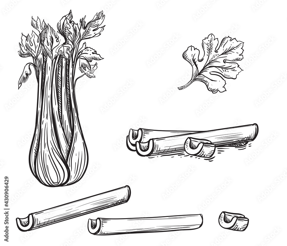 Hand drawn sketch black and white celery plant, slice, leaf. Vector