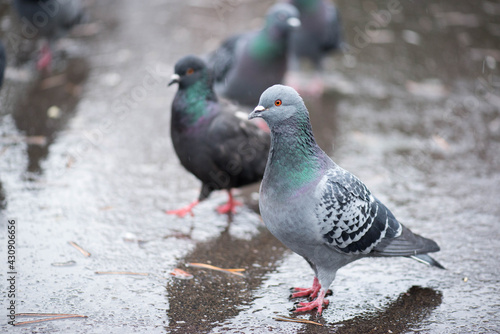a few pigeons stand on the sidewalk wet