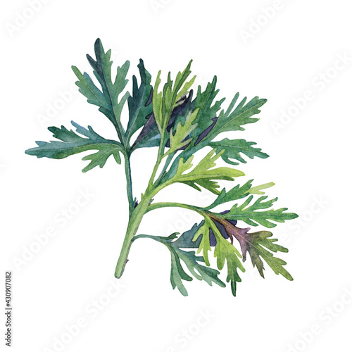 Wallpaper Mural Watercolor green branch leaves isolated on white background. Summer or spring greenery.  Hand-drawn creative object for  invite, wedding, celebration, sketchbook, card, wrapping, wallpaper, textile Torontodigital.ca