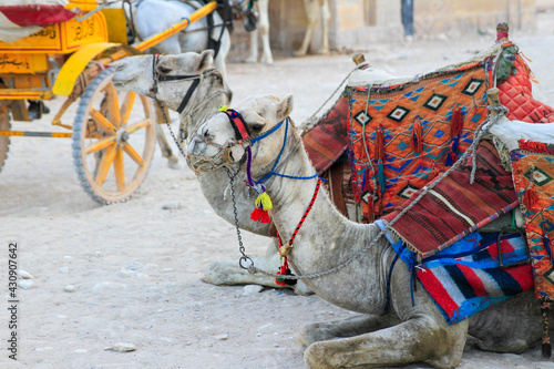 Close up of camels with bridles and saddles at the pyramids of Giza, Egypt