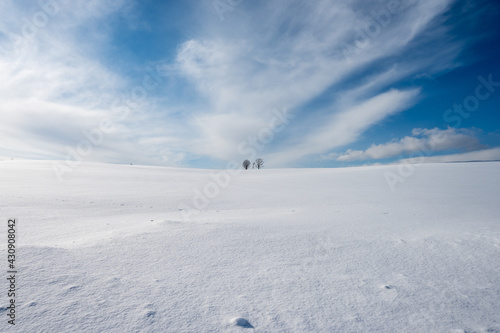 美瑛町の冬景色 親子の木と青空
