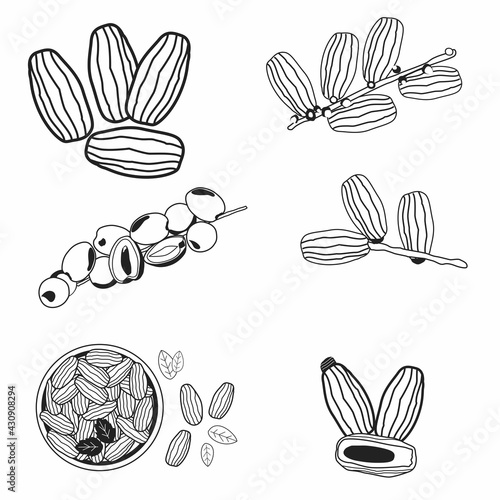 set of Illustration Kurma young arab date fruits ramadan iftar vector compilation. young dates icon