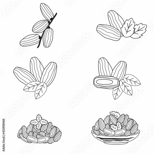 set of Illustration Kurma young arab date fruits ramadan iftar vector compilation. young dates icon