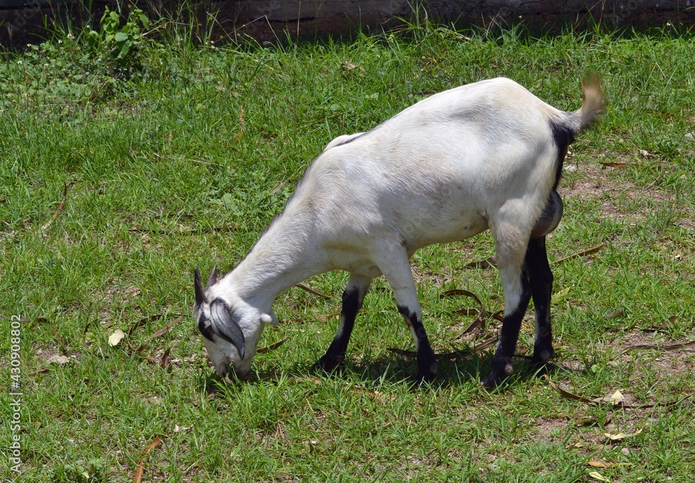 Obraz premium goat on the meadow