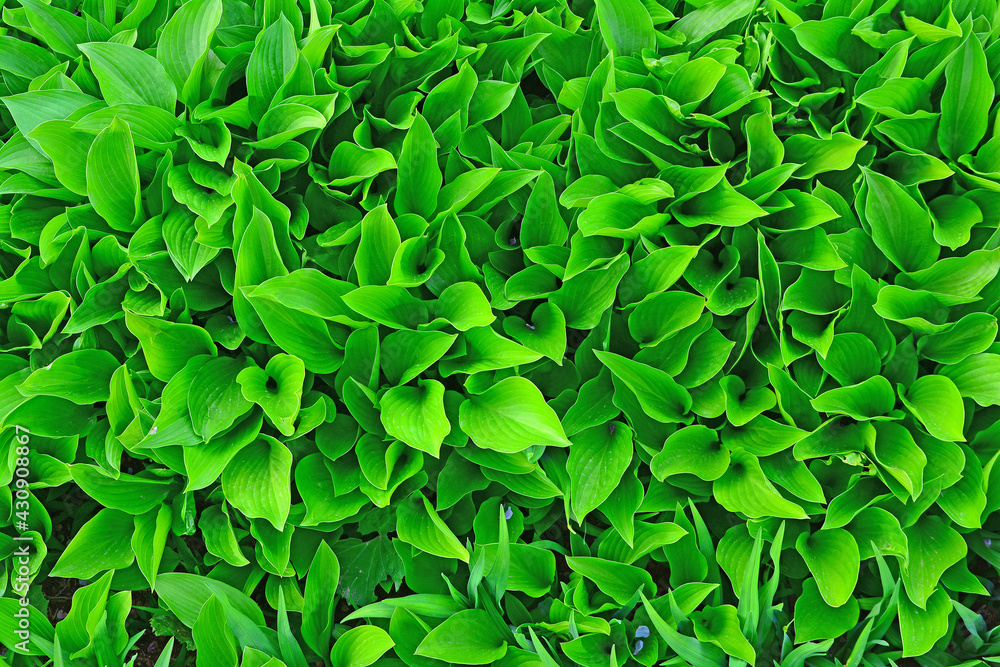 Obraz premium 신선한 녹색의 어린잎새 패턴