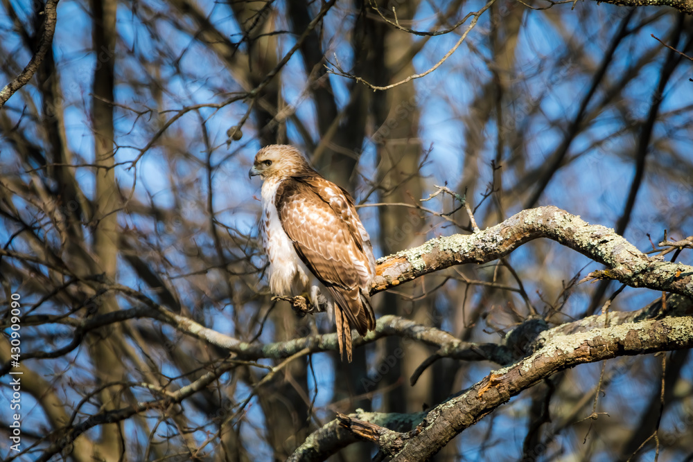 red tailed hawk red tailed hawk