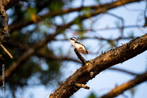 Blyth 's Shrike Babbler photo