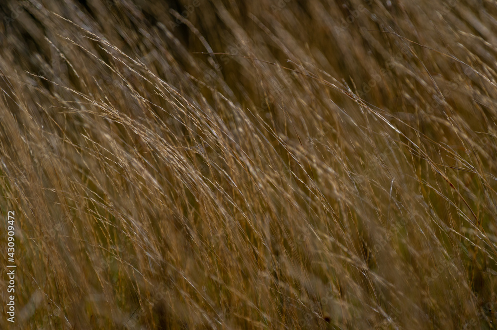 Blowing Savanna Grass Background Blowing Savanna Grass Background