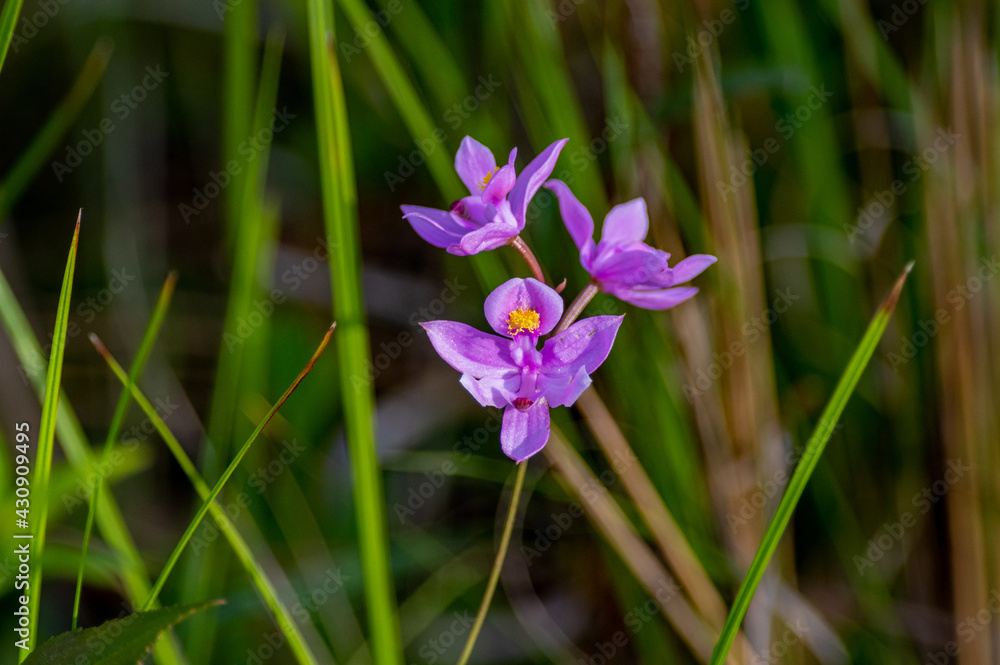 Bearded Grass Pink Bearded Grass Pink