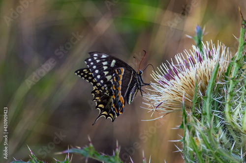 Palamedes Swallowtail Butterfly photo