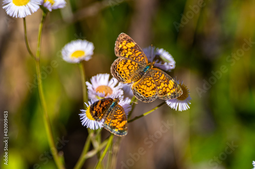Two Pearl Crescent Butterflies on Eastern Daisy Fleabane © Tom Ramsey