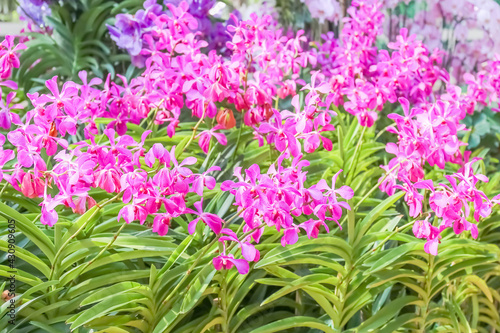 Fototapeta Naklejka Na Ścianę i Meble -  Group Pink orchid flowers in the garden