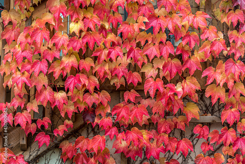 Boston Ivy leaves photo