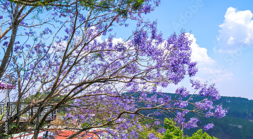 Wallpaper Mural Jacaranda flowers bloom in the sunny sky when spring comes Torontodigital.ca