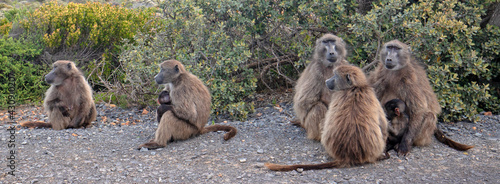 Troop of Baboon mothers with babies in Cape Point National Park in Cape Town South Africa RSA