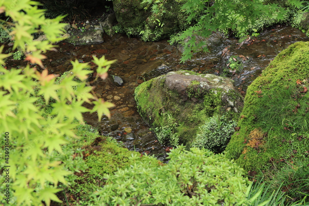 Obraz premium Moss garden and flowers seen in the Japanese garden,japan,kanagawa