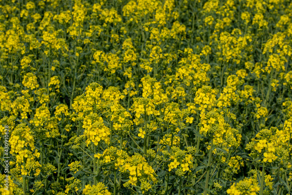 Flowering rapeseed , canola or colza (Brassica Napus). Plant for green energy and oil industry. Biodiesel. Blooming rapeseed. Flowering rapeseed , canola or colza (Brassica Napus). Plant for green energy and oil industry. Biodiesel. Blooming rapeseed.