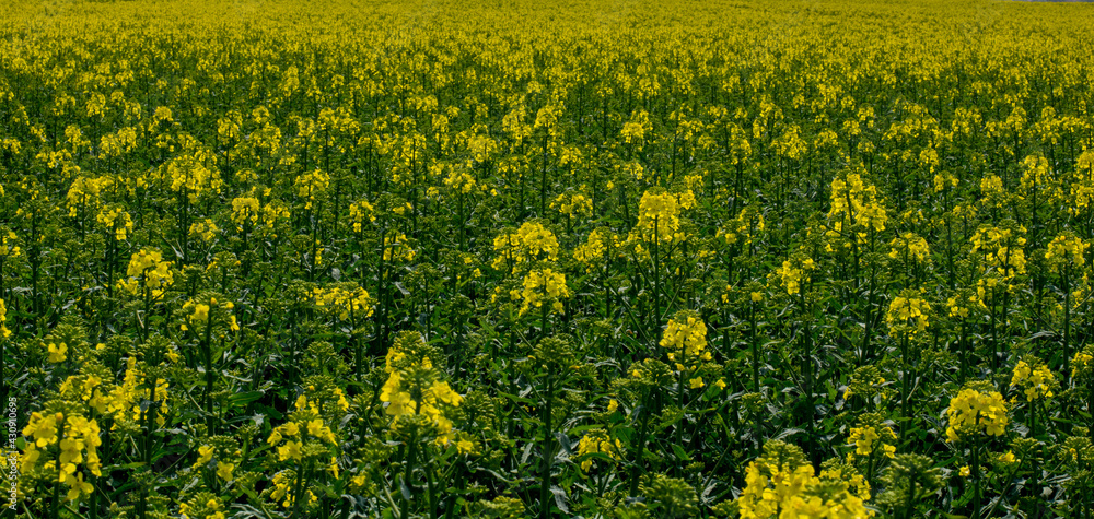 Flowering rapeseed , canola or colza (Brassica Napus). Plant for green energy and oil industry. Biodiesel. Blooming rapeseed. Flowering rapeseed , canola or colza (Brassica Napus). Plant for green energy and oil industry. Biodiesel. Blooming rapeseed.