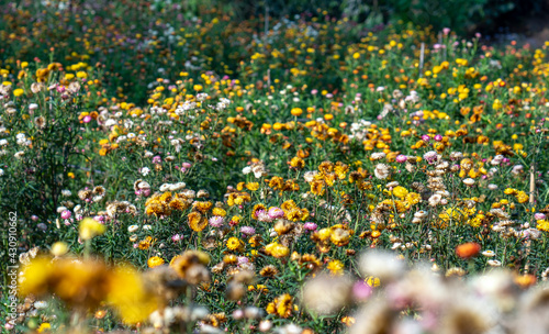 Xerochrysum bracteatum flower fields bloom brightly on a hillside on a sunny summer morning. The flower symbolizes eternal love, although it is dead but still retains its original color © huythoai