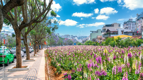 The foxglove flowers blossoming in the garden of the city park attracts tourists to visit and take photos in the summer morning in Da Lat  Vietnam.